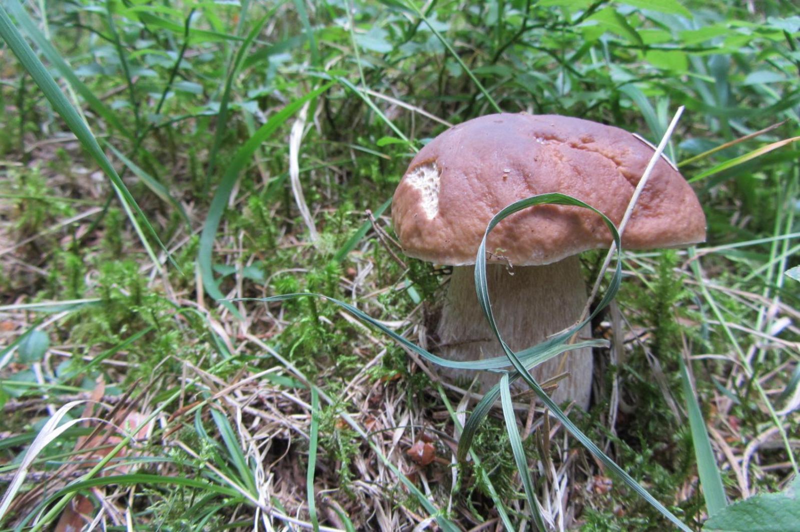 Chalupa Štrba Buitenkant foto